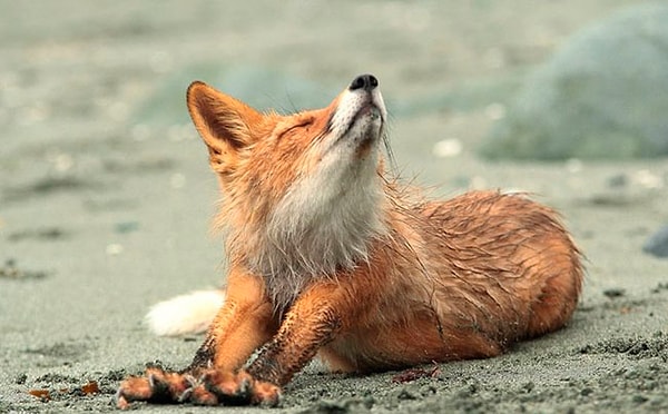 9. Пляжи Вирджиния-Бич (США)