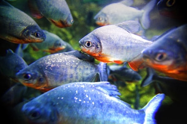 8. Пляж Сан-Паулу (Бразилия)