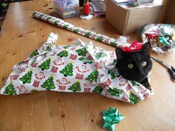8. Kediniz yanınızdayken onun dışında hiçbir şeyi hediye paketi yapamazsınız.