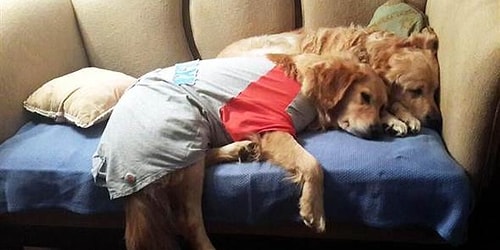 Golden Çetesi dün Muğla Barosu Hayvan Hakları Komisyonu Başkanı Avukat Vahit Çevik ile birlikte İstanbul’dan gelen Işkın Moğol Alçı’ya teslim edildi.