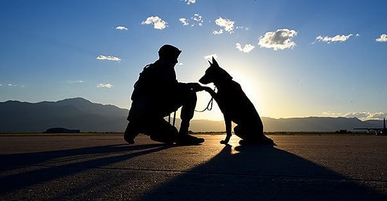 25 фото служебных собак, демонстрирующих истинное значение слова «преданность»