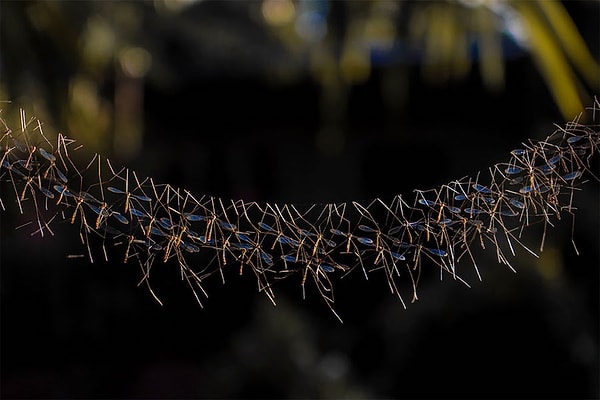 3. Группа долгоножек, Breech Asher Harani, 24 года, Филиппины