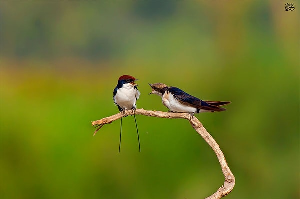 6. Нитехвостые ласточки, Ali Javed, 24 года, Пакистан