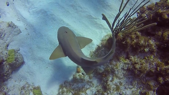 Köpek Balığının Kafasına Saplanmış Bıçağı Çıkartan Koca Yürekli Dalgıç