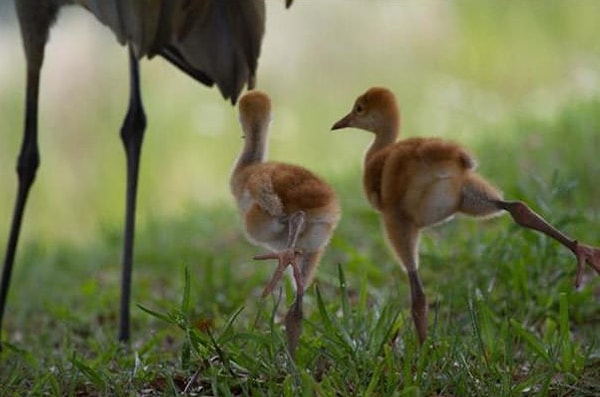 8. А твоим низкорослым друзьям нужно бежать трусцой, в то время как ты будешь идти нормальным шагом