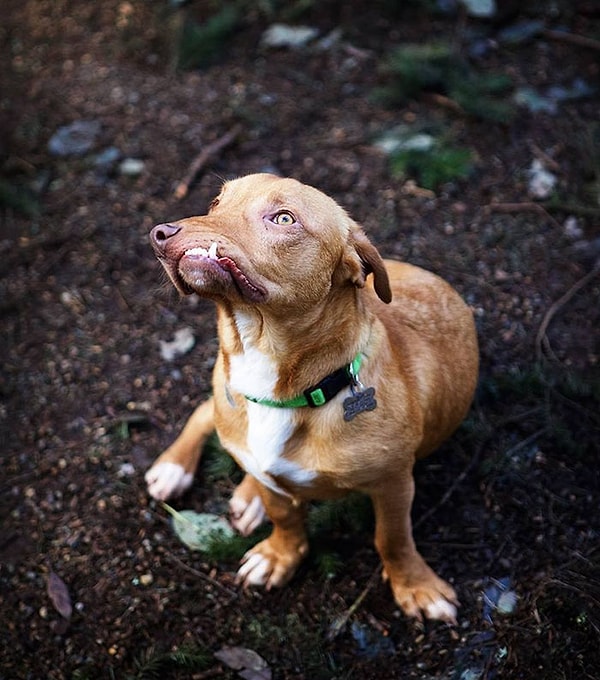 Но несмотря ни на что, этот пес оказался способен по-настоящему любить жизнь.
