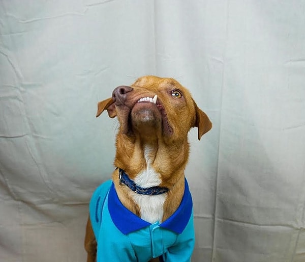 В отличие от заводчика, отправившего Пикассо на верную смерть, эта организация начала работу по поиску любящего хозяина и настоящего дома для пса.