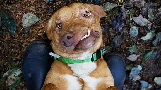 История с правильным концом про песика с неправильным лицом