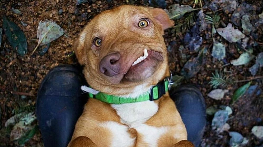 История с правильным концом про песика с неправильным лицом