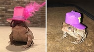 Bahçesinde Onu Ziyarete Gelen Kurbağaya Hepsi Birbirinden Şahane Şapkalar Yapan Genç