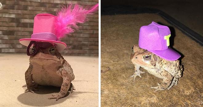 Bahçesinde Onu Ziyarete Gelen Kurbağaya Hepsi Birbirinden Şahane Şapkalar Yapan Genç