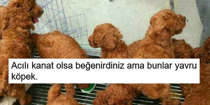 Sosyal Medya İkiyüzlülüklerimizi Hunharca Yüzümüze Çarpan Akımdan 15 Komik Paylaşım