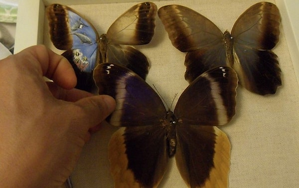 Обычная бабочка в его руках перевоплощается в холст, а создание репродукции на ней занимает от нескольких часов до нескольких дней