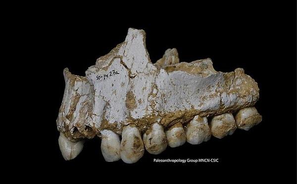 Bu araştırmalarda bulunan bir Neanderthal'in çene kemiği ve dişlerinde biriken plaklar araştırmacıların dikkatini çekti.