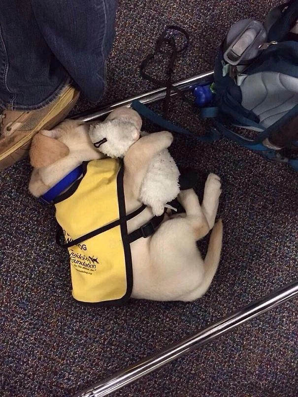O bir hizmet köpeği olacak ve insanlara yardım edecek. Ama şimdilik hala bir bebek!