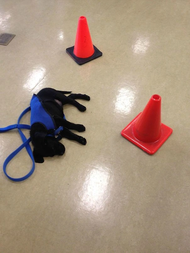 Hizmet köpeği dinlenme vaktinde rahatsız edilmesin diye etrafına set çekilmiş.