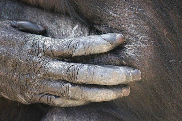 Milyonlarca yıl önce yaşayan atalarımızın elleri, modern şempanzelerin ellerine benziyordu.