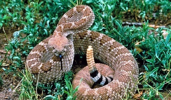 7. Мускулы, которые участвуют в процессе дрожания гремучек гремучей змеи, одни из самых быстрых: они сокращаются примерно 50 раз в секунду.