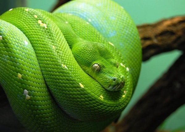 10. В Бразилии существует место под названием "Змеиный остров", который по праву считается островом с самым большим количеством змей на единицу площади. Здесь встречается одна змея на 1 кв. м.