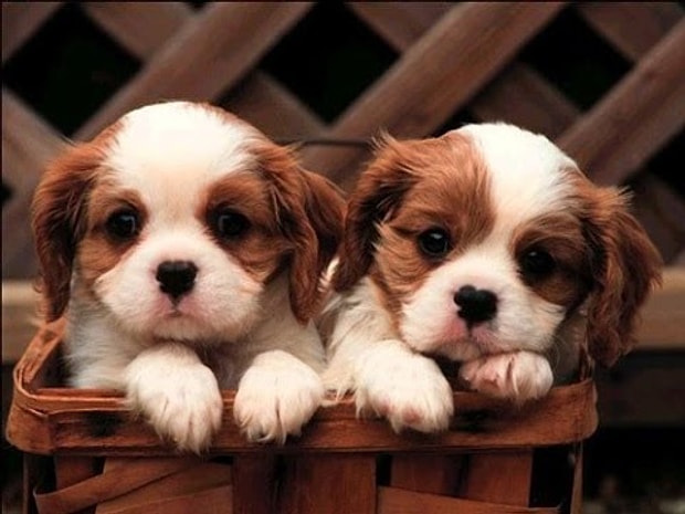 Yavru köpekler