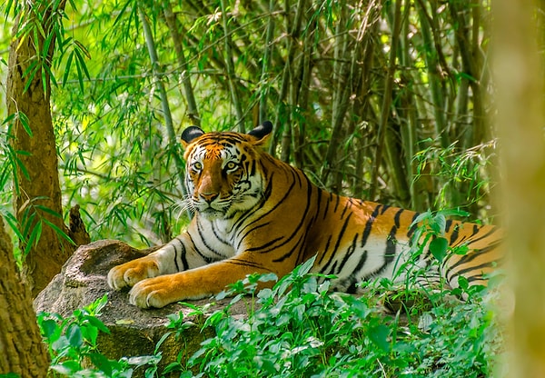 26. Ведь в ней нет ничего притягательного. Дикая природа также невероятно скудная