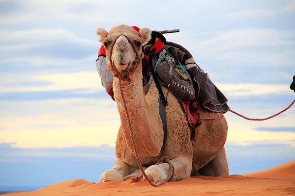 10. Suudi Arabistan develeri Avustralya'dan ithal ediyor.