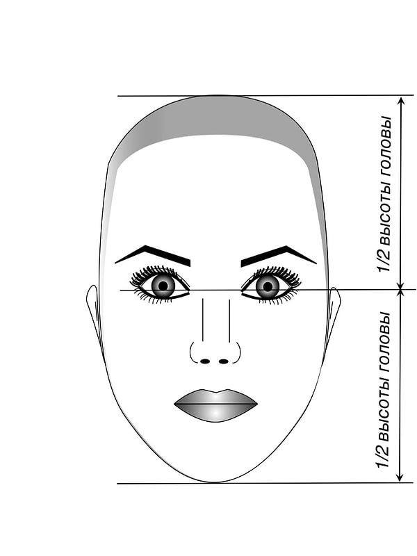3. Наши глаза находятся в самом центре головы, то есть в идеале, если у человека идеальные пропорции, расстояние от переносицы до лба и от переносицы до подбородка одинаковое. Сразу и не скажешь, так ведь?