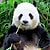 panda-slothful