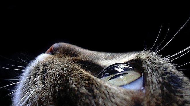 Bu Kedi Testi Ruhunun Kaçıncı Hayatı Yaşadığını Söylüyor!