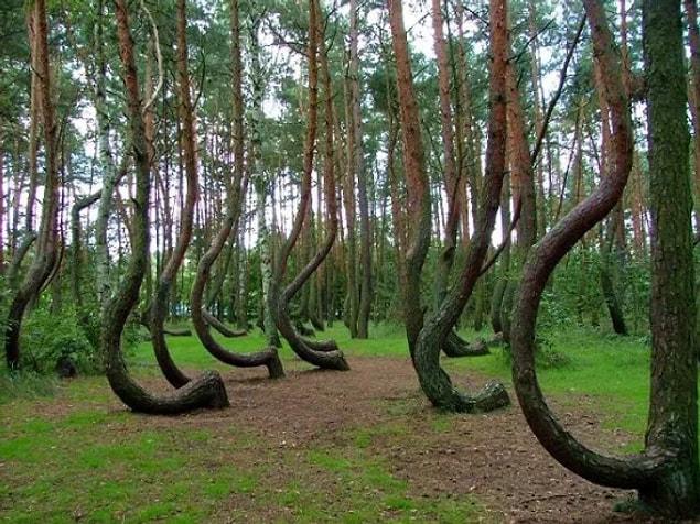 5. In Poland there’s the “Crooked Forest,” where you know shit has gone down: