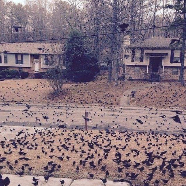 11. Wait, can anyone explain this Hitchcock-style crow invasion?