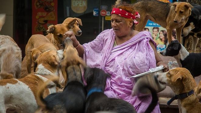 Hindistan'da 400 Sokak Köpeğinin Anası Olmaya Kendini Adamış Bir Kadının Hikayesi