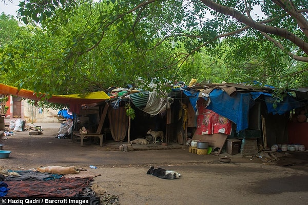 7. "Для меня они — дети. Некоторых из них выкинули на улицу хозяева, других сбили машины, и потому они нуждаются в уходе и заботе"