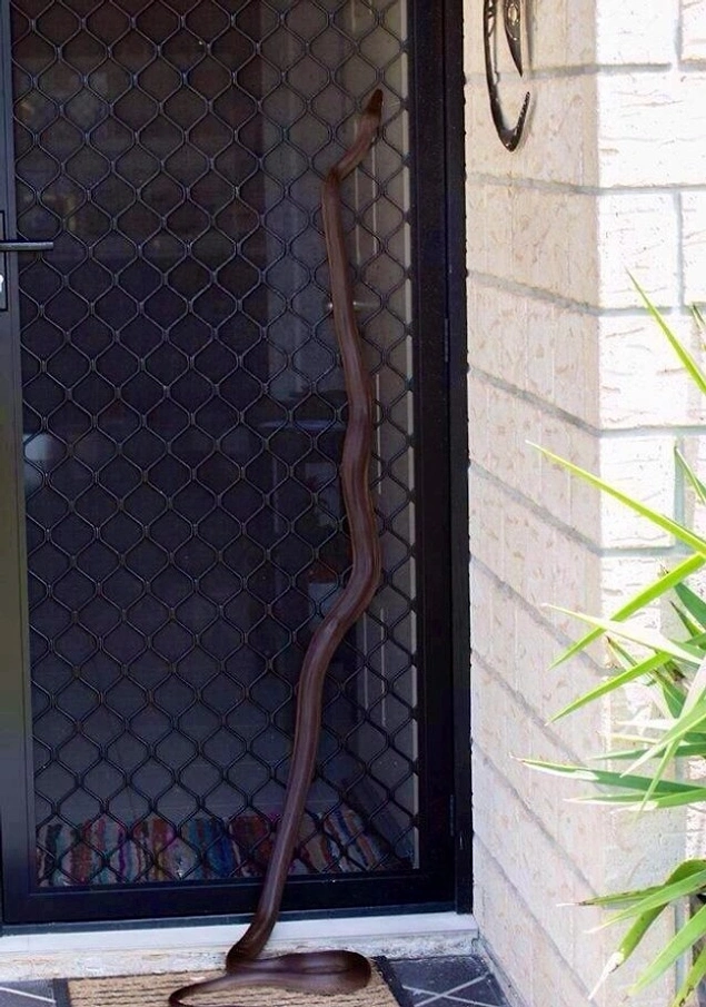 Evlerin çevresinde yılanların görülmesi sıra dışı bir olay değil burada.