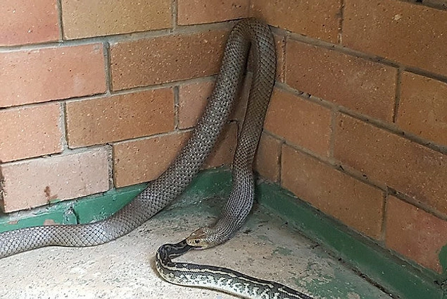 Şaka şaka. Yılanlar bile diğer yılanlardan ötürü güvende değil. Kapıları kilitleyin, pencereleri kapatın. Hatta Avustralya'ya dair her şeyden koşar adım uzaklaşın.