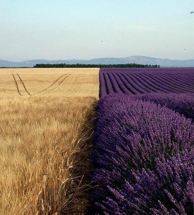 6. A Wheat Field Next To A Lavender Field