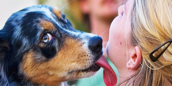 Evcil Hayvanlarınızı Çok Sevseniz Bile Onları Neden Kesinlikle Öpmemelisiniz?