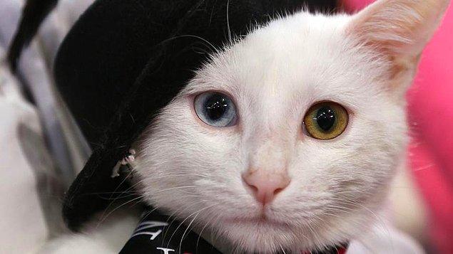 11. İki gözü de mavi olan kediler %65-85 ihtimalle sağır doğuyor. Eğer kedinin yalnızca bir gözü maviyse, sadece o tarafındaki kulağı sağır oluyor.