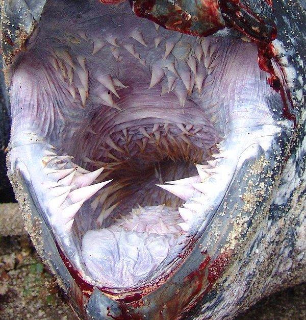 13. 800 kilograma kadar ulaşabilen deri sırtlı deniz kaplumbağalarının ağızları ve yutakları böylesine ürkütücü görünüyor.