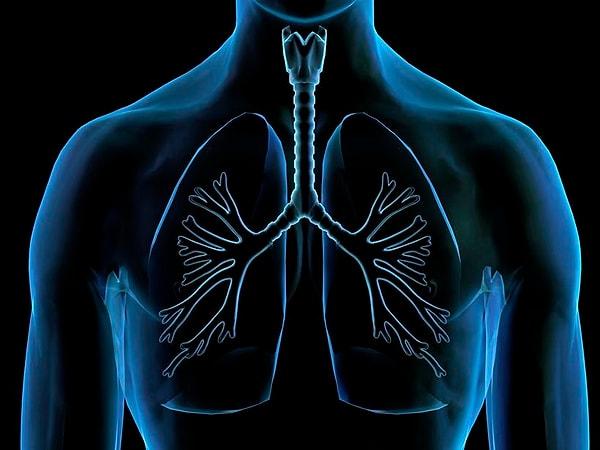 Akciğerlerimiz ise biraz daha tuzlu. Nakil işlemlerinde akciğerlere biçilen ortalama değer 927,552 TL.