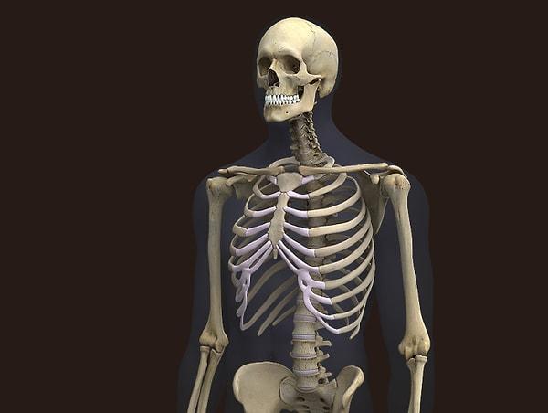 Yaşadığınız sürece iskeletinizin tamamını satmanız elbette imkânsız; ancak yapılan tahmini hesaplamalara göre iskeletinizin değeri 22,513 TL.