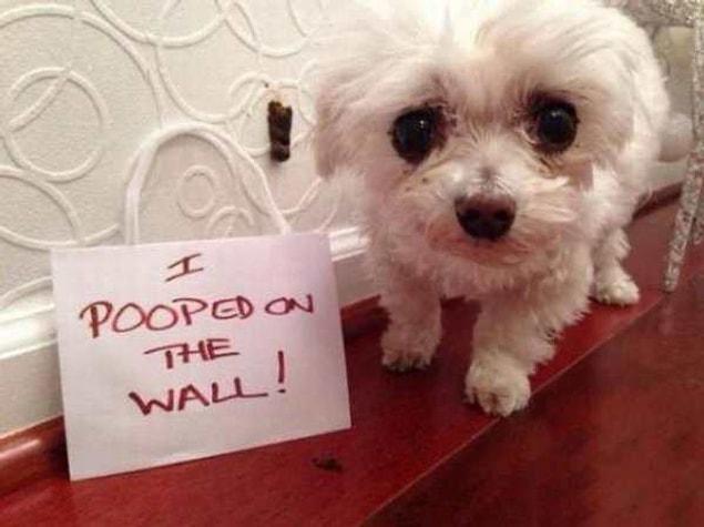 The puppy pooed on the wall. Dog vs the wall. How could you manage this bro?!