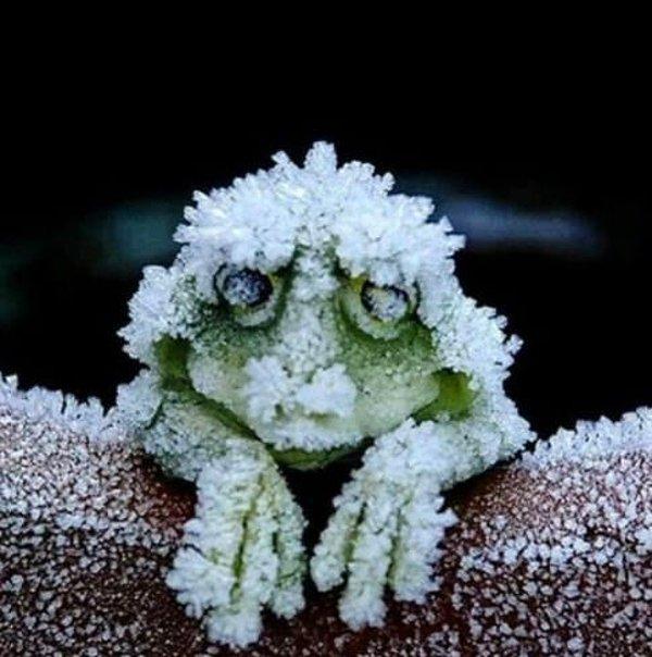 6. Aa bakın! Bir Alaska ağaç kurbağası, kışın gerçek anlamda donduğunda kalbi duruyor.