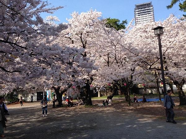 Japonya'da her bahar açan kiraz ağacı çiçekleri çok meşhur bildiğiniz gibi.