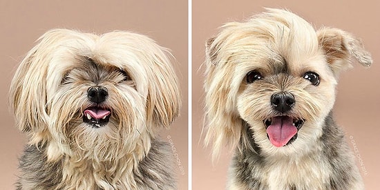 Модное преображение: 20 невероятно умиляющих фото собак до и после стрижки