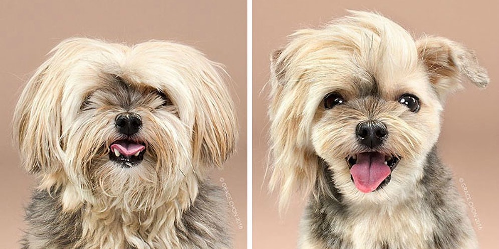 Модное преображение: 20 невероятно умиляющих фото собак до и после стрижки