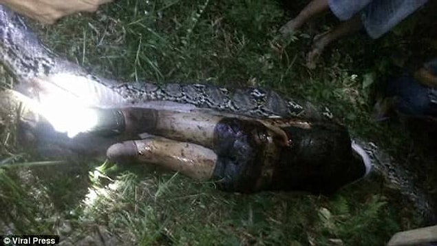 This is the sickening moment Akbar Salubiro, 25, was cut out from the stomach of a seven-metre long python after being swallowed whole in Indonesia.