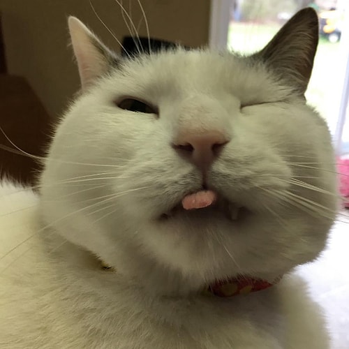 Kendisi minnoş mu minnoş, tombiş mi tombiş bir kedi...