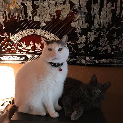 Kendisi minnoş mu minnoş, tombiş mi tombiş bir kedi...