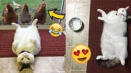 Instagram'ın Yükselen Yıldızı: Karşınızda Tavuklara Fısıldayan Miskin Kedi Scruffles!